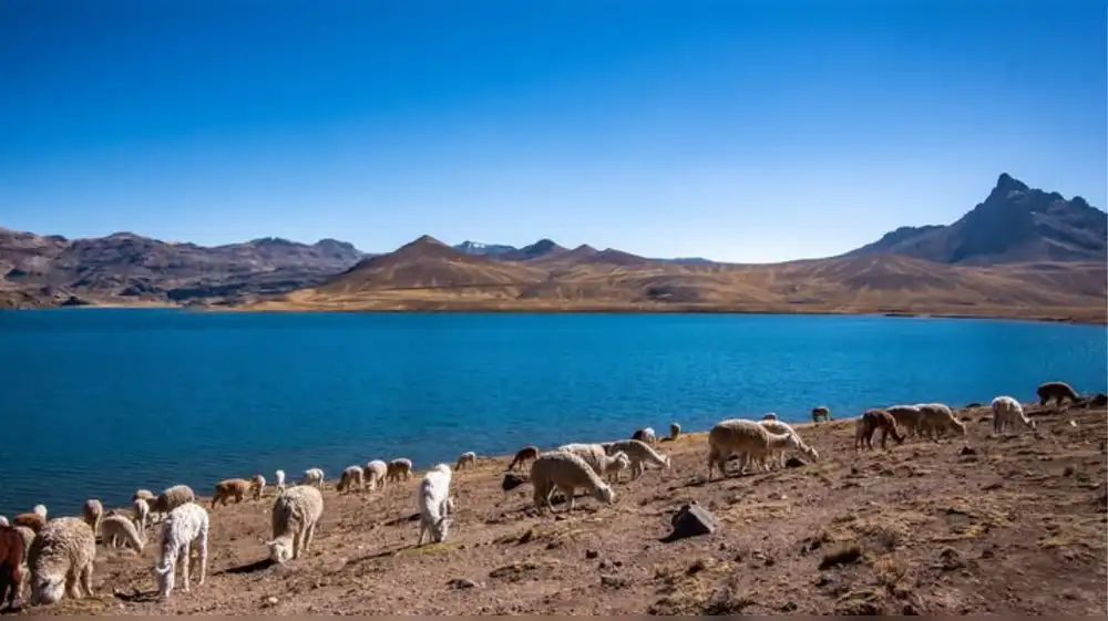 Siembra de alevinos salva la olvidada laguna Orccococha