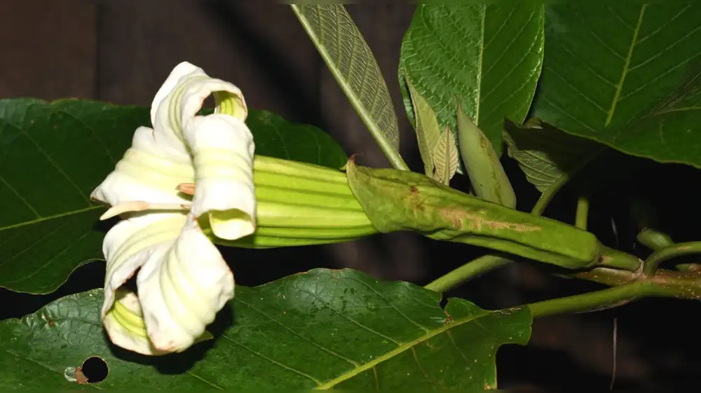 Descubren nuevo género de árbol en los bosques de Perú y Colombia