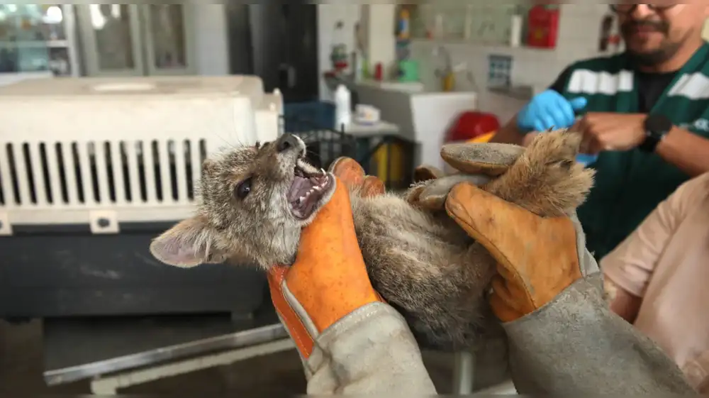Rescatan a cría de zorro andino en taller de mecánica en Lima