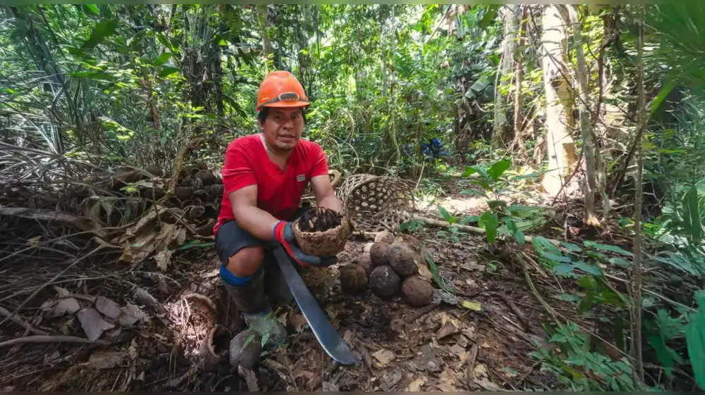 Comunidad nativa produce castaña con manejo sostenible del bosque