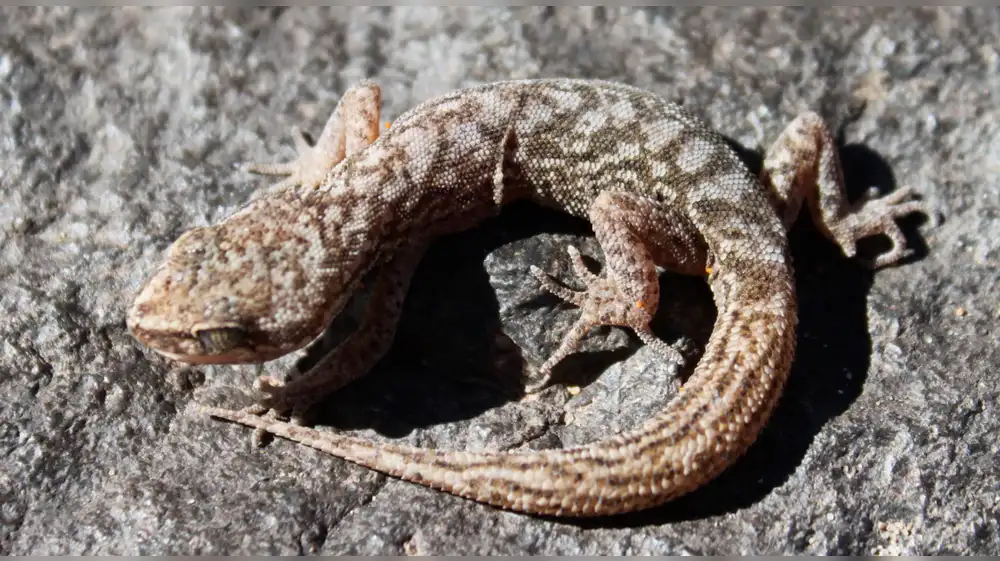 Nueva especie de gecko es hallada en los Andes de Argentina