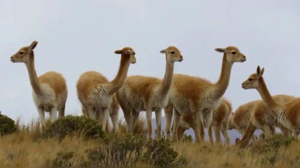 Arequipa será Capital de la Vicuña por liderar conservación de especie
