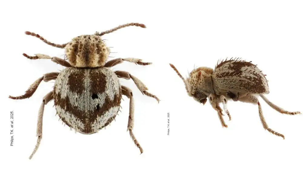 Nueva especie de escarabajo es hallada en lomas costeras de Ica