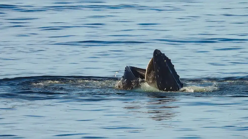 Las ballenas jorobadas también se alimentan en el Perú