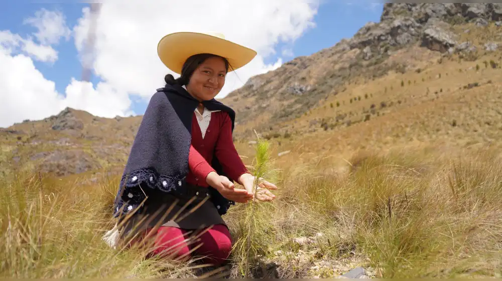 Bosques Productivos Sostenibles busca sembrar 10 millones de árboles