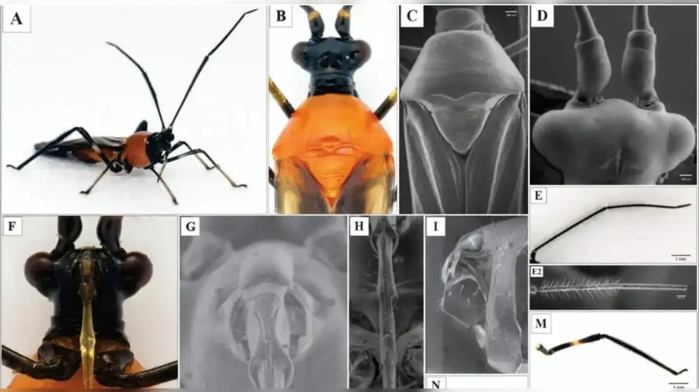 Monalonion velezangeli: la nueva plaga registrada en Perú