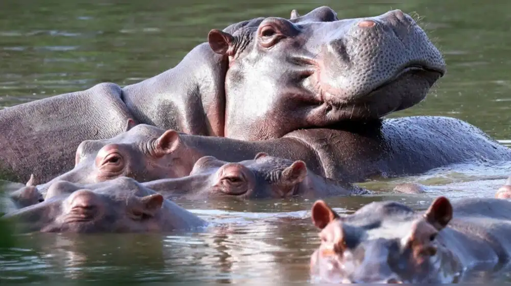 Hipopótamos colombianos: magnate indio ofrece salvarlos en su país