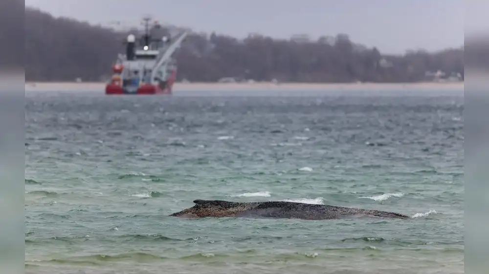Ballena Timmy es liberada en el mar del Norte tras múltiples intentos
