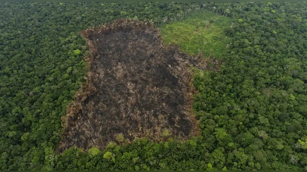 Pérdida de bosques tropicales cae un 36% en el 2025