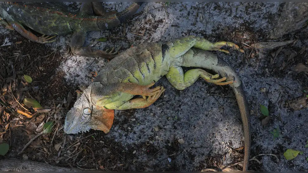 Iguanas caen desmayadas de los árboles en Estados Unidos