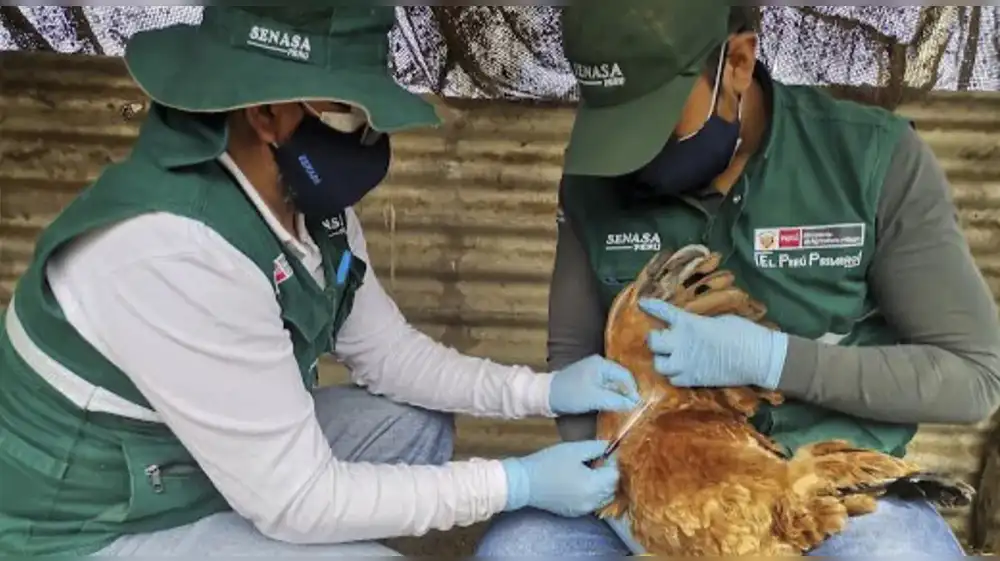 Detectan brotes de influenza aviar en la región Lambayeque