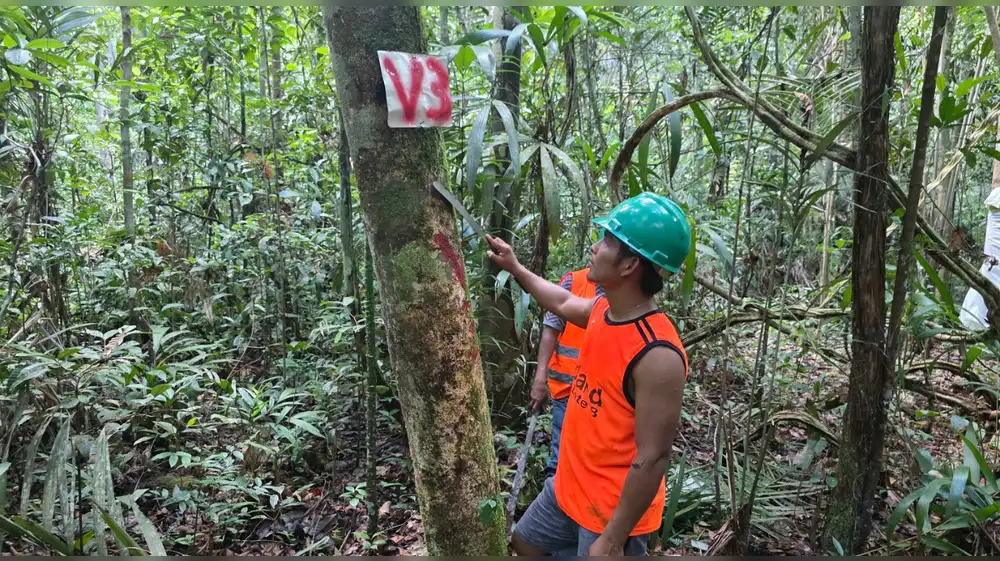 Comunidades nativas custodian más de 245 hectáreas de bosques