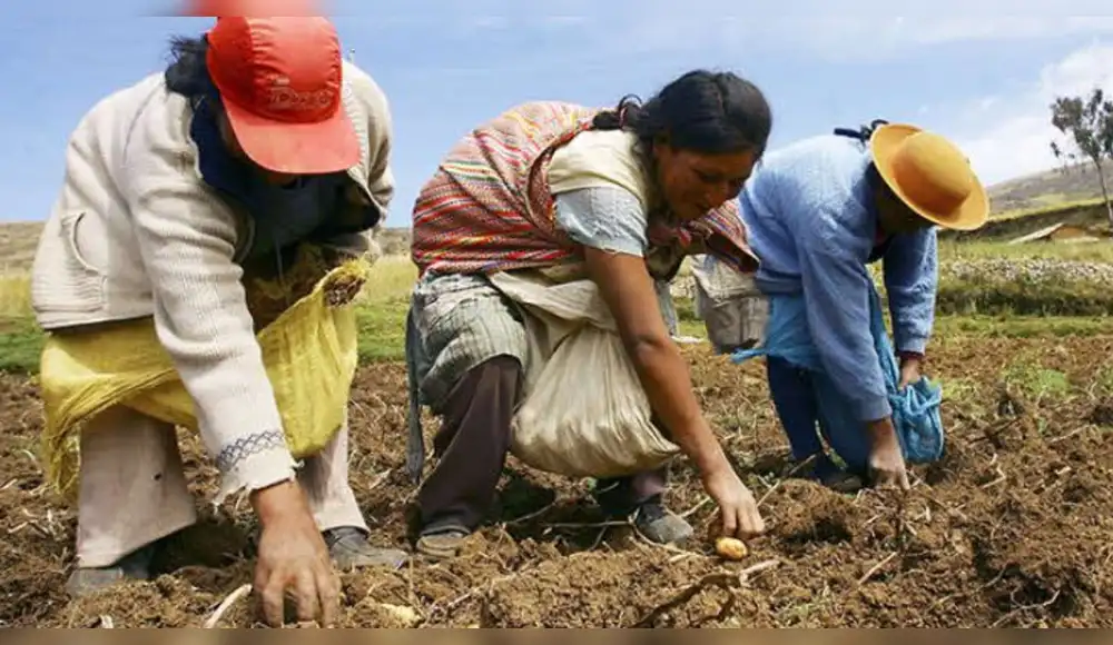 Productores de Chuchusquea impulsarán la agricultura sostenible del aguacate con financiamiento inicial.