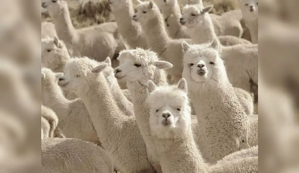 Alpaca