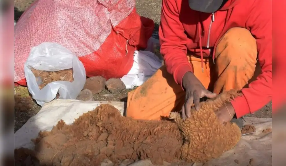 Minera Bateas Impulsa la Esquila Mecanizada para la Conservación de las Vicuñas