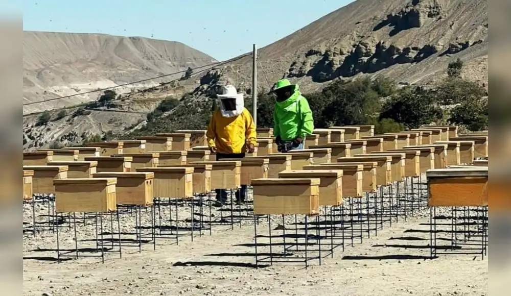 Fortalecimiento de la producción de miel de abejas en Arequipa Fortalecimiento de la producción de miel de abejas en Arequipa