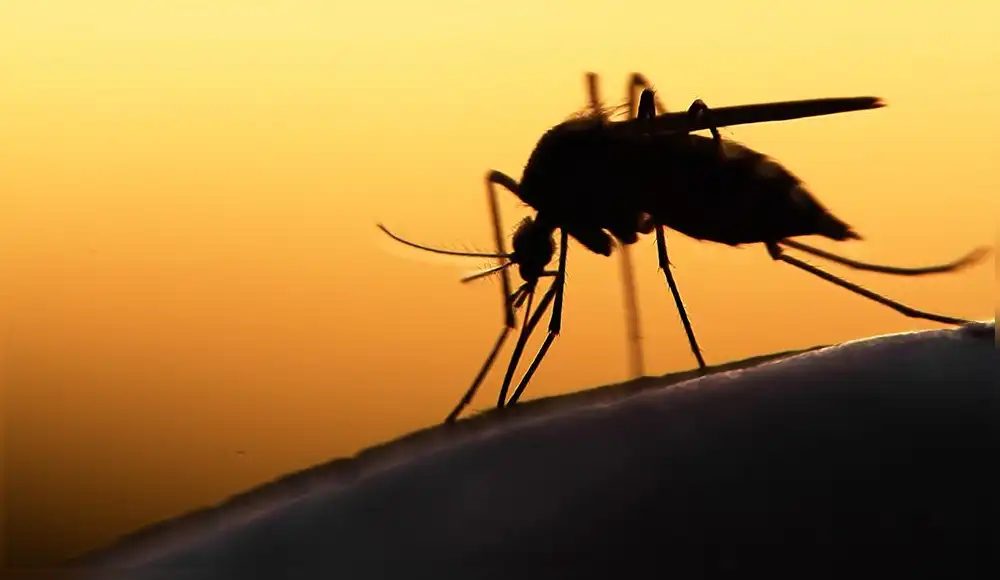 Enfermedades causadas por mosquitos a nivel mundial incrementan por cambio climático Enfermedades causadas por mosquitos a nivel mundial incrementan por cambio climático