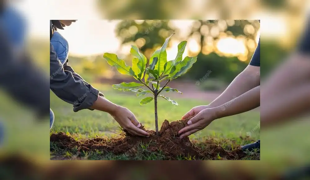Comunidad, gobierno y empresa plantan árboles en Villa El Salvador. Comunidad, gobierno y empresa plantan árboles en Villa El Salvador.