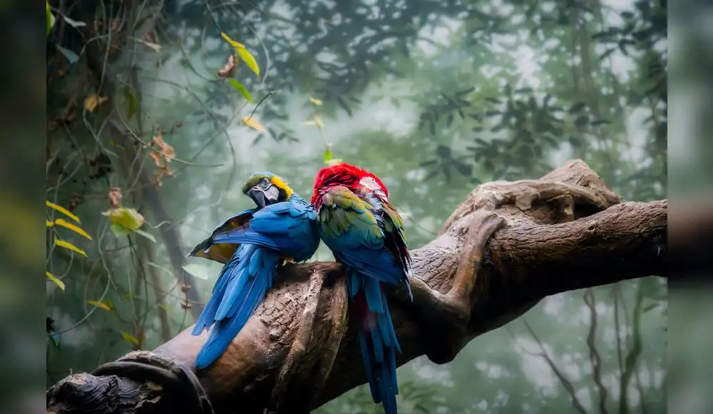 Biodiversidad Biodiversidad
