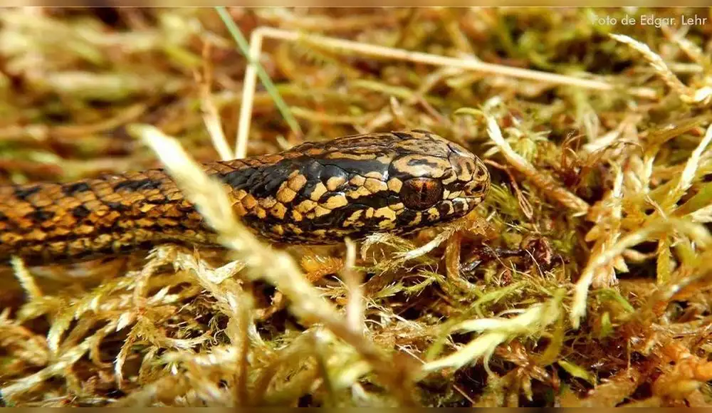 Científicos descubren una nueva especie de serpiente en el VRAEM Científicos descubren una nueva especie de serpiente en el VRAEM