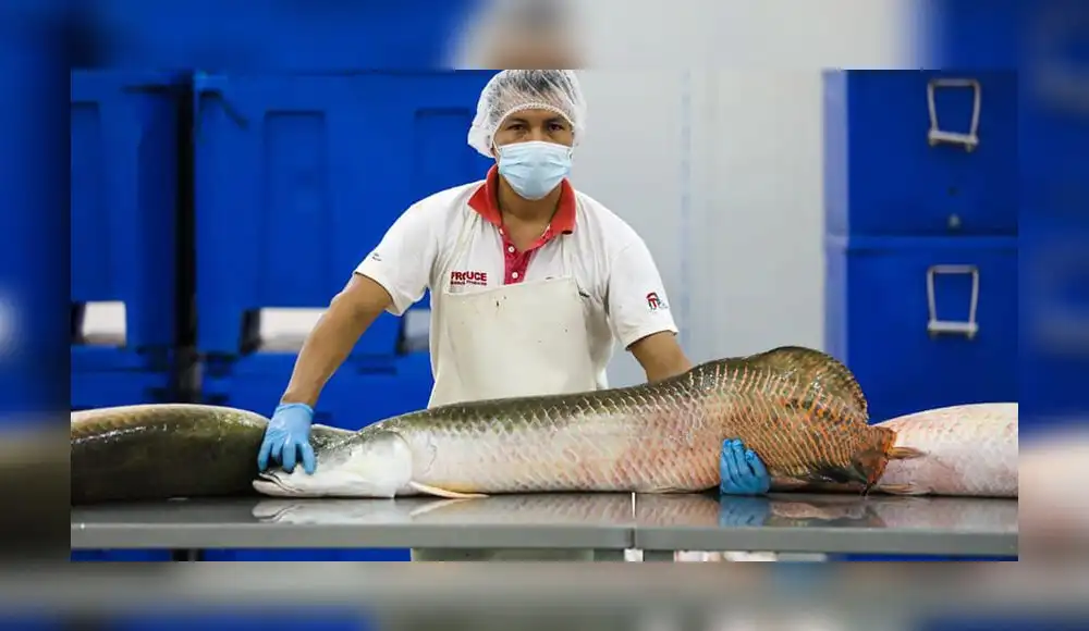 Cuero de paiche: una opción en la moda sostenible Cuero de paiche: una opción en la moda sostenible