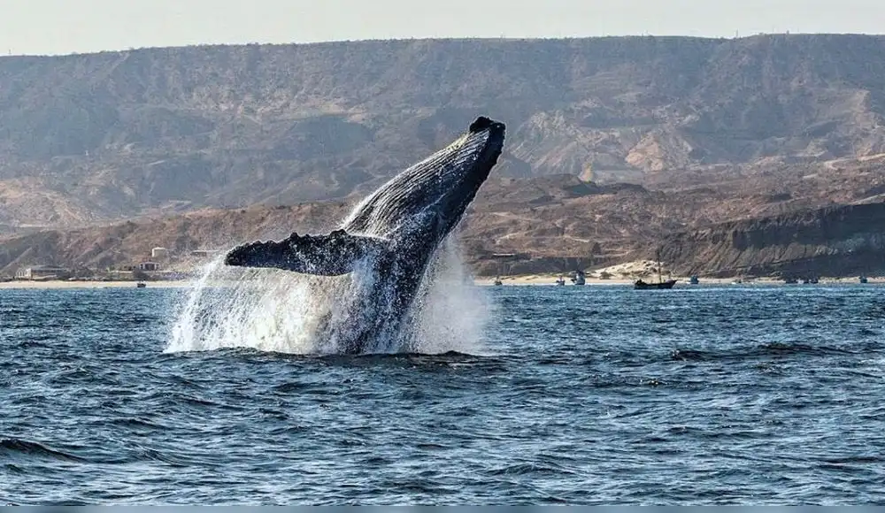 ¿Cómo contribuyen las ballenas a la reducción de emisiones de CO2? ¿Cómo contribuyen las ballenas a la reducción de emisiones de CO2?