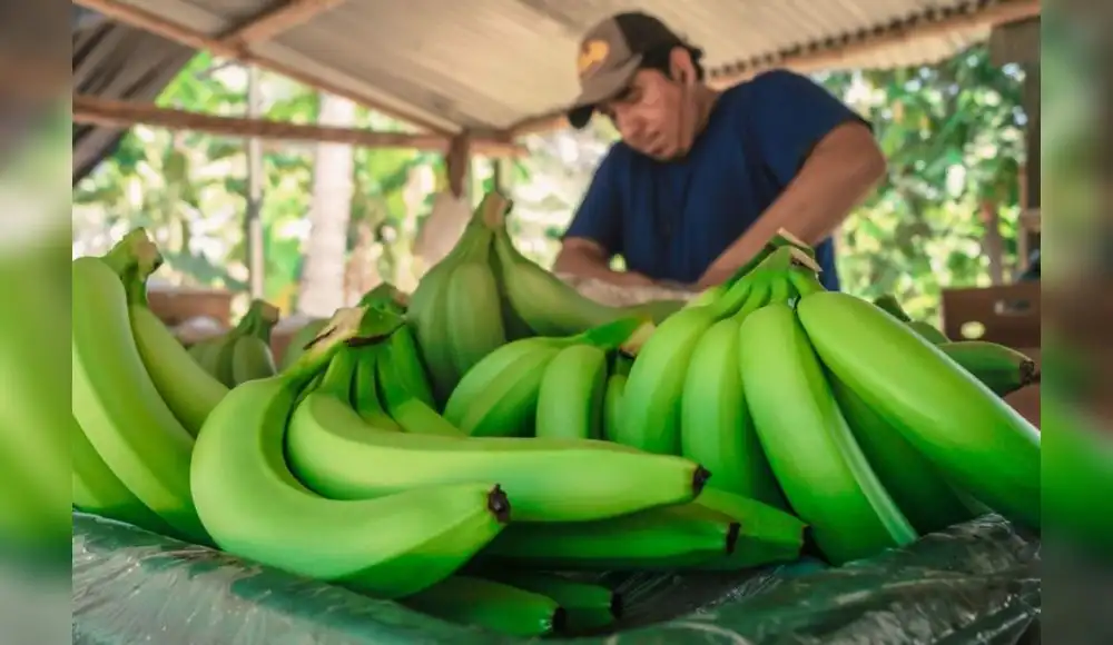 Productores usan IA para el cultivo de banano orgánico Productores usan IA para el cultivo de banano orgánico