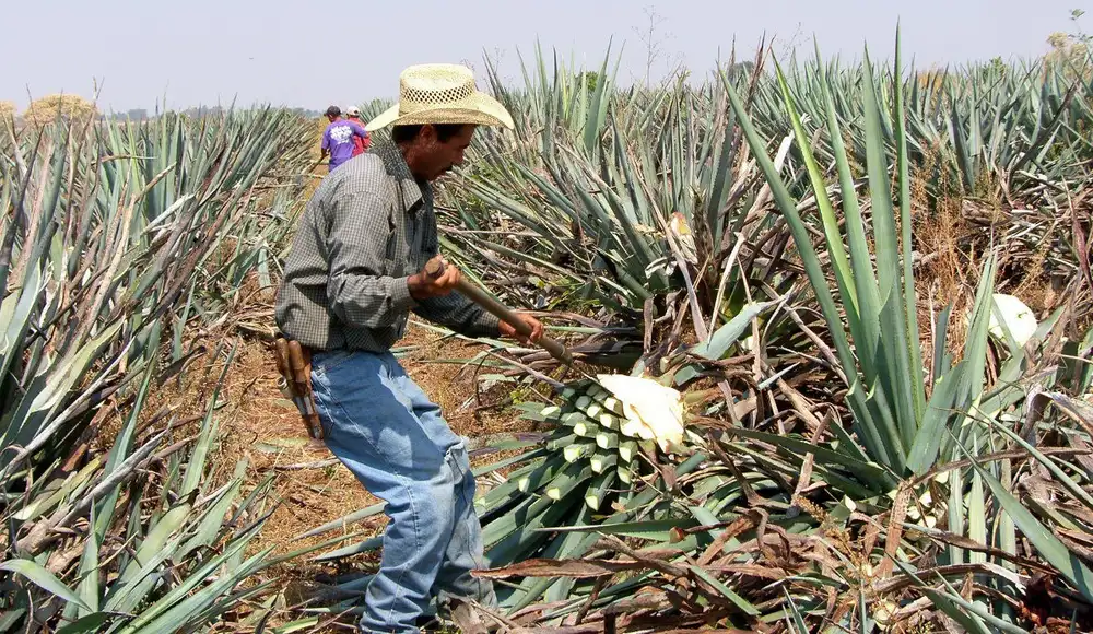 La industria del tequila comienza su camino hacia la sostenibilidad La industria del tequila comienza su camino hacia la sostenibilidad