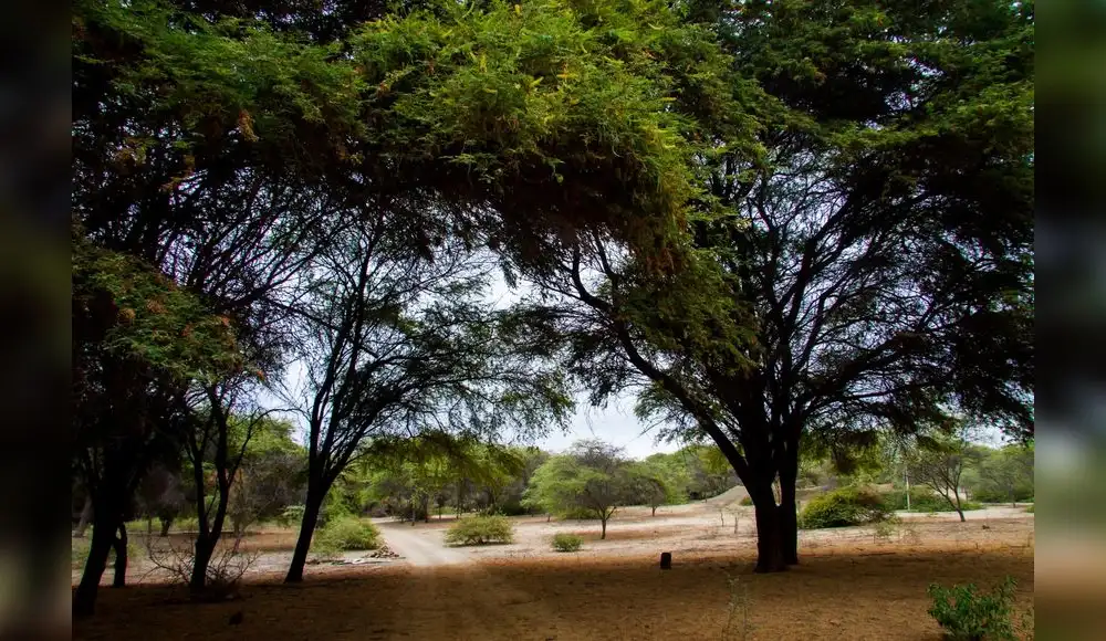Perú pierde 298 mil hectáreas de bosque seco ecuatorial Perú pierde 298 mil hectáreas de bosque seco ecuatorial