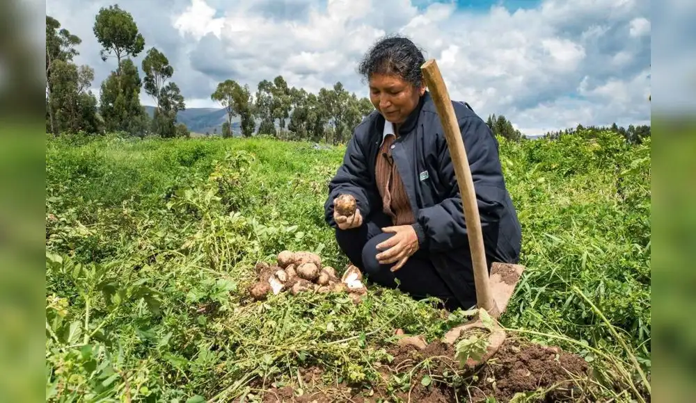 ¿Qué son las zonas de agrodiversidad en el Perú? ¿Qué son las zonas de agrodiversidad en el Perú?