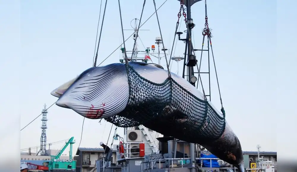 Islandia restablece la caza de ballenas en su territorio