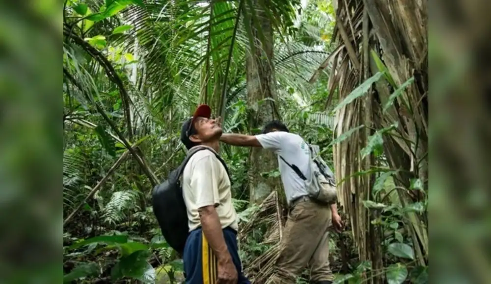 Serfor establece nuevo bosque local en San Martín Serfor establece nuevo bosque local en San Martín