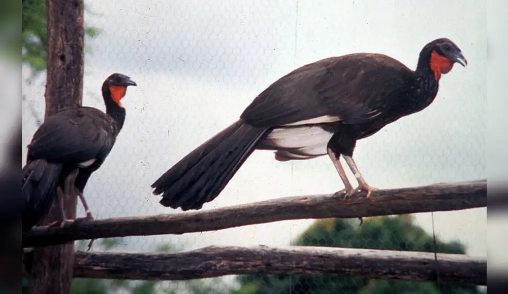 Aumenta población de ave peruana en riesgo crítico de extinción