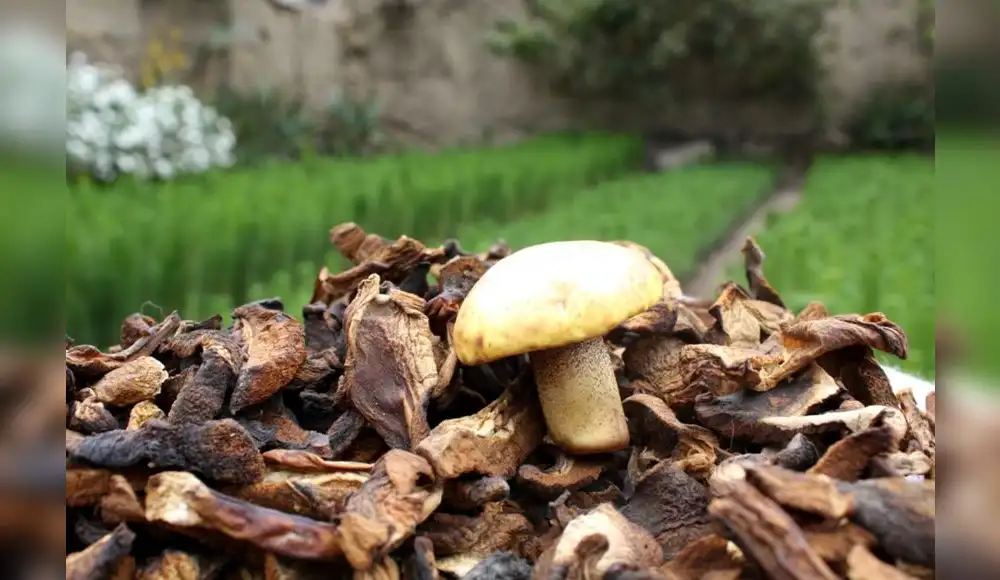 Hongos pueden sustituir a la carne como fuente de proteínas Hongos pueden sustituir a la carne como fuente de proteínas
