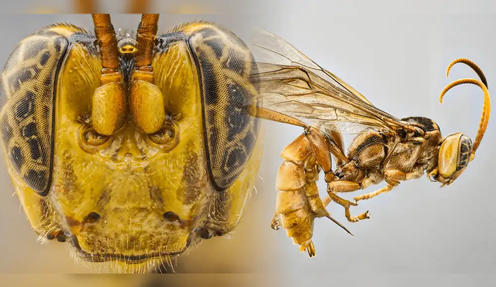 Perú: Científicos hallan una nueva especie de avispa parasitoide Perú: Científicos hallan una nueva especie de avispa parasitoide