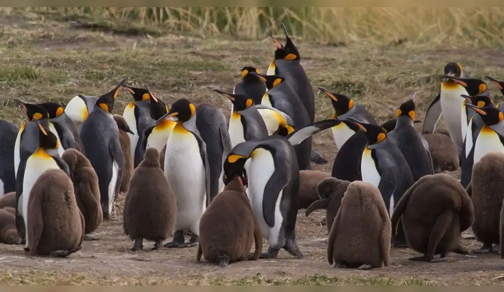 Austria: dos polluelos de pingüino rey nacen en menos de dos semanas
