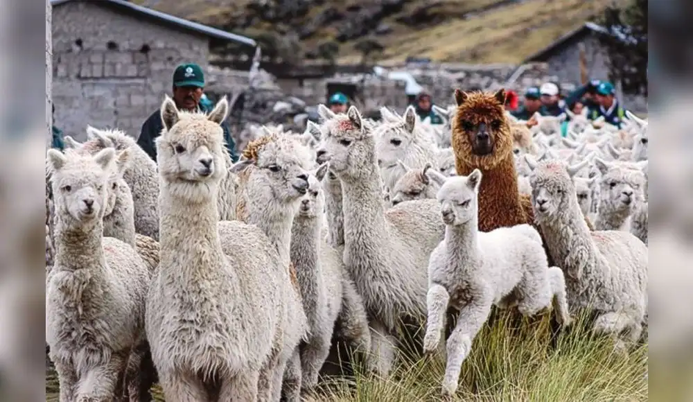 Impulsarán acciones para mejorar genéticamente a las alpacas Impulsarán acciones para mejorar genéticamente a las alpacas