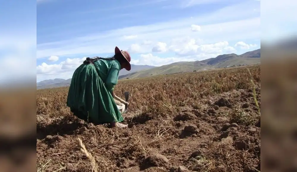 La Libertad: 26,090 hectáreas de cultivo en riesgo por sequías La Libertad: 26,090 hectáreas de cultivo en riesgo por sequías