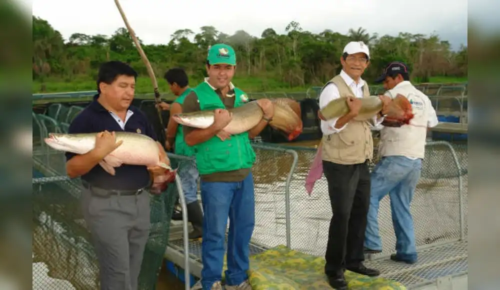 Veda de paiche regirá hasta el febrero del 2024 Veda de paiche regirá hasta el febrero del 2024
