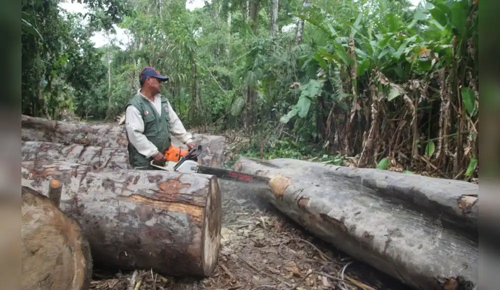 Tala y comercio ilegal de madera se redujo en el Perú