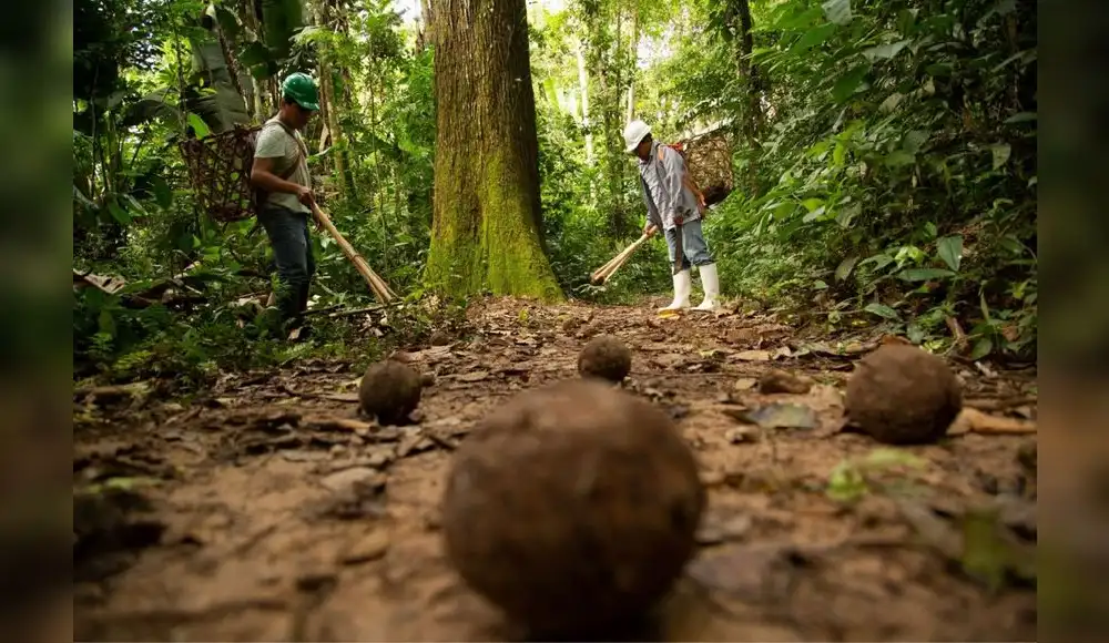 Osinfor firma convenio para apoyar a productores de castaña