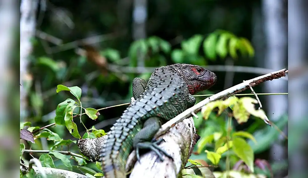 Loreto: Proyecto busca conservar fauna silvestre del Putumayo Loreto: Proyecto busca conservar fauna silvestre del Putumayo