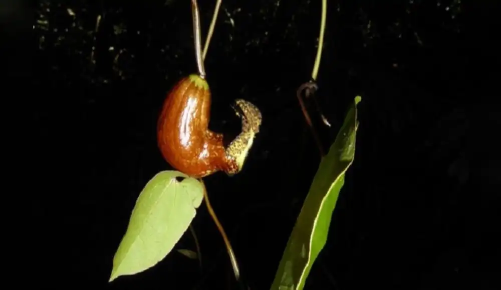 Descubren nueva especie de flor en bosques amazónicos