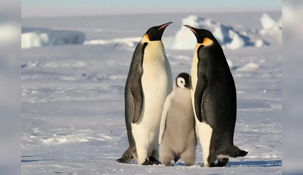 Deshielo: Especie representativa de pingüino en riesgo de extinción