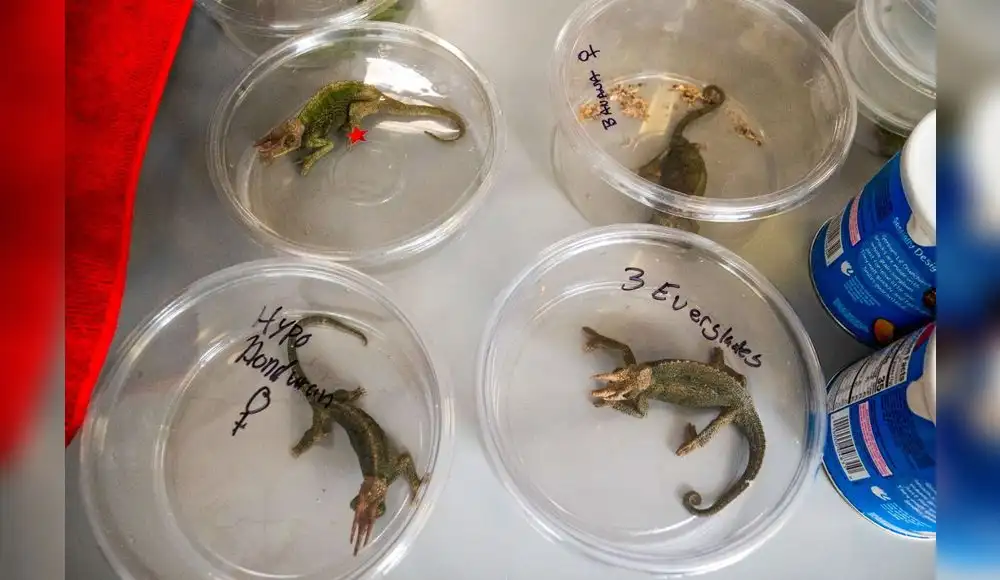 Fauna silvestre: Rescatan animales de las manos de traficantes