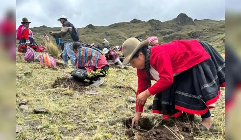 Gran Cruzada Verde: Más de 100 mil árboles sembrados en la sierra Gran Cruzada Verde: Más de 100 mil árboles sembrados en la sierra