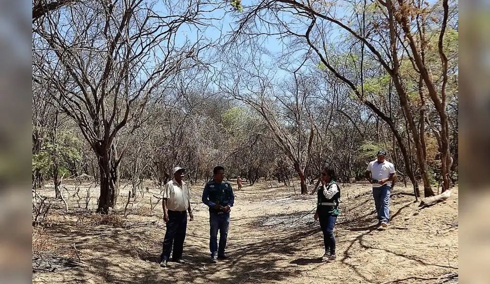 Bosques secos serán restaurados con millonario presupuesto