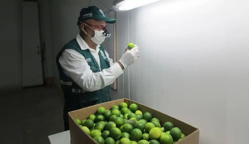 Estudio analizará los secretos de la calidad del limón peruano Estudio analizará los secretos de la calidad del limón peruano