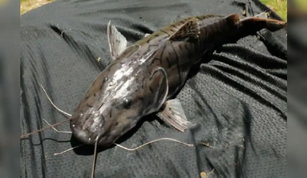 Científicos optimizarán producción de Peces amazónicos Científicos optimizarán producción de Peces amazónicos
