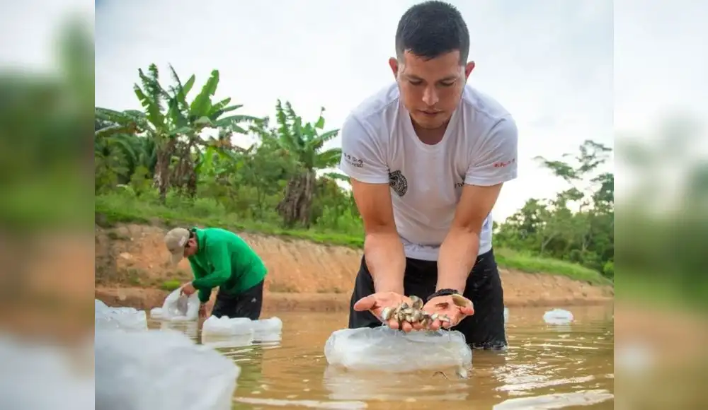 Ucayali: Proyecto "Tres cochas" siembra 62,500 peces amazónicos Ucayali: Proyecto "Tres cochas" siembra 62,500 peces amazónicos
